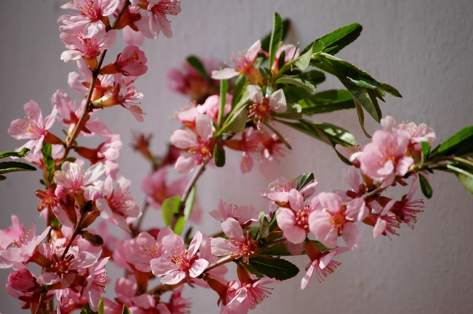 syroovka: ...mandlovník