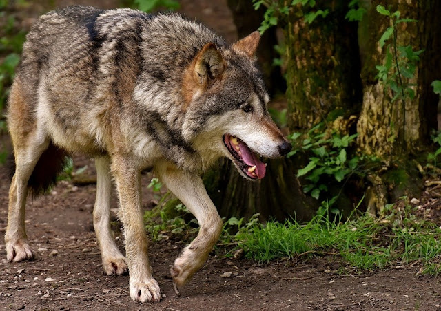 lupo solitario