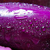 Health benefits of Eggplant