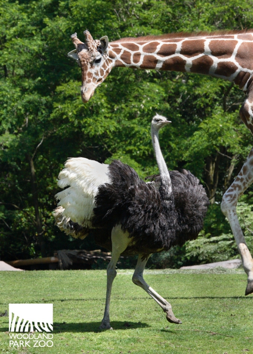 Wonderfully Wild Wednesday: Ostrich legs