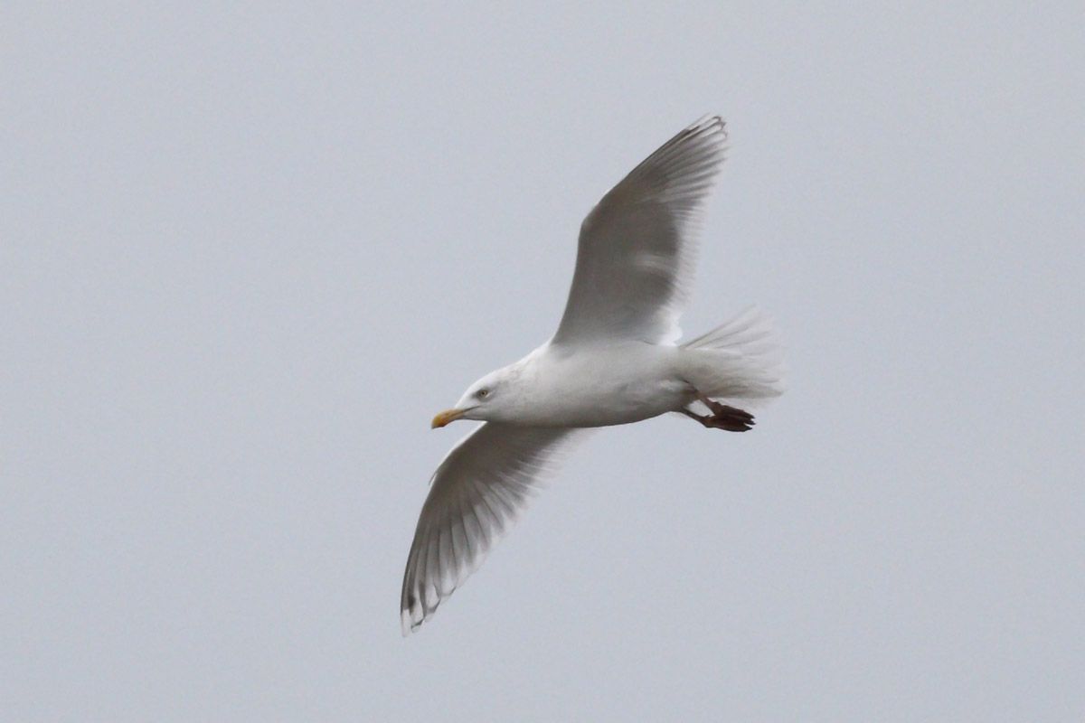 adult Glaucous x Herring Gull (hybrid)