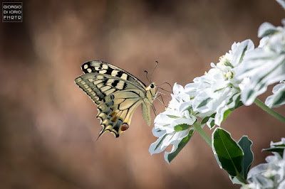 Macaone, Papilio Machaon, farfalla, butterfly, foto Ischia, Natura Ischia, Isola d' Ischia, Crisalide, bruco, livrea colorata, farfalla più grande del mondo, 