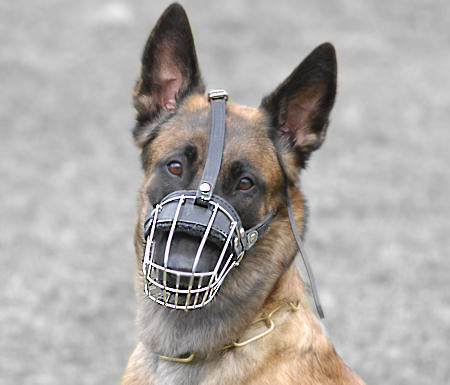 The German Shepherd: Dog breed that sniffed Osama to help Indian forces