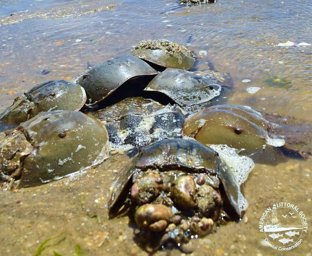 Endangered New Jersey TODAY Introduction to Horseshoe Crabs in Delaware Bay