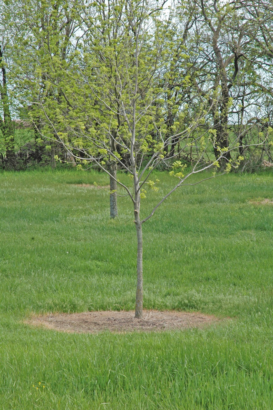 Northern Pecans Kill the grass