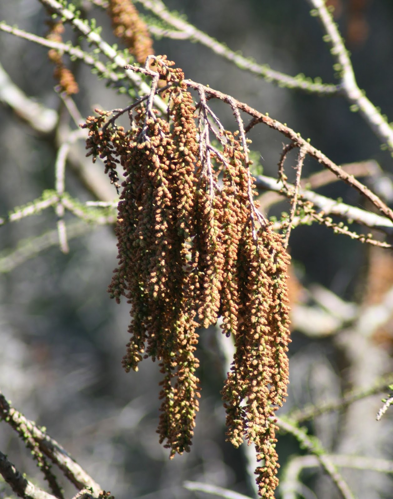 Trees Taxodium ascendens Pond Cypress