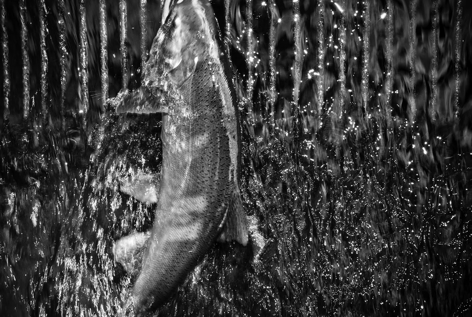 Picture Window photo blog Returning salmon, Naselle Fish Hatchery