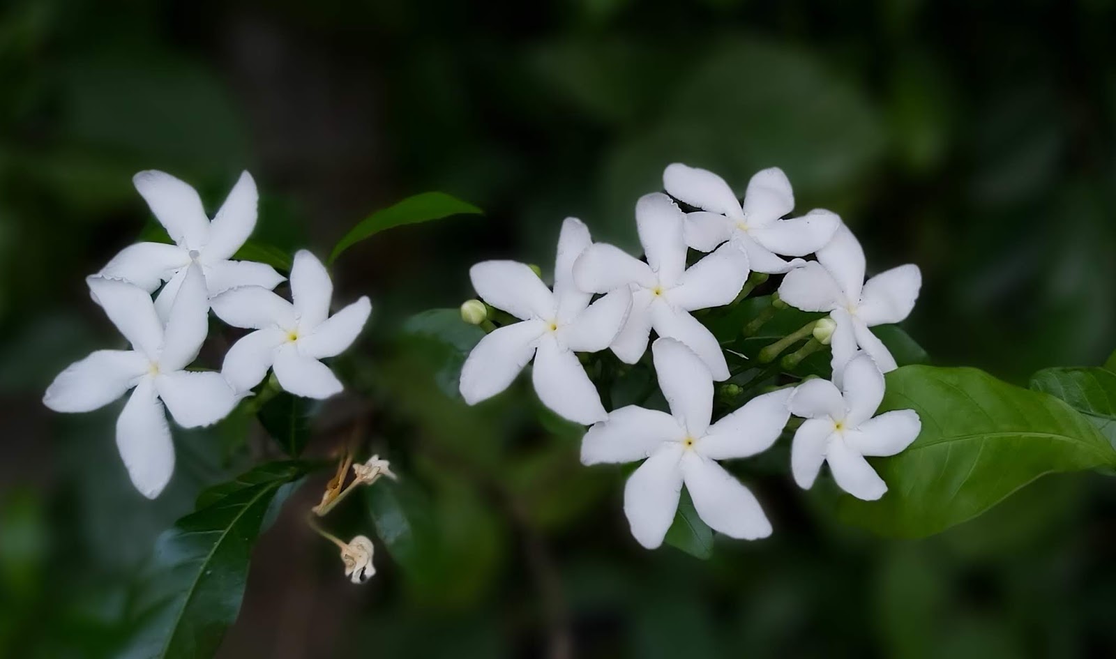 Jaipur Garden Fragrant Jasmine plant care
