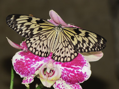 Butterfly on Orchid
