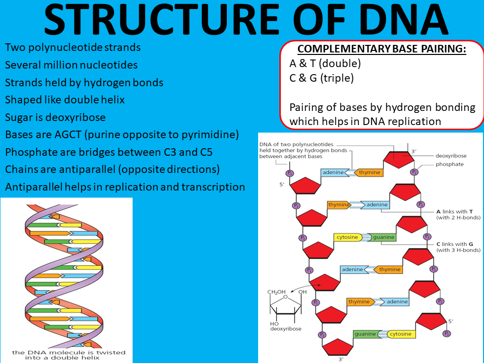 Grade 12 SEMESTER 2 Chapter 1 NUCLEIC ACIDS & PROTEIN SYNTHESIS