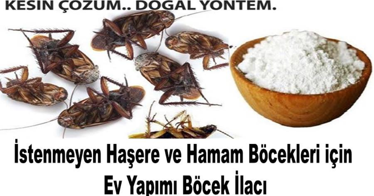 Hamam Boceklerinden Tumden Kurtulmak Icin Dogal Bocek Ilacinizi Kendiniz Yapin Pratik Tarifim