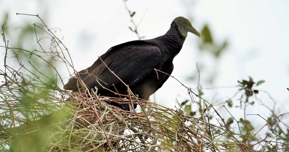 BLACK VULTURE