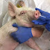 Bukan Kelelawar, WHO Klaim Virus Corona Berasal dari Kepala Babi