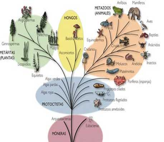 Reinos Biológicos Taxonomía