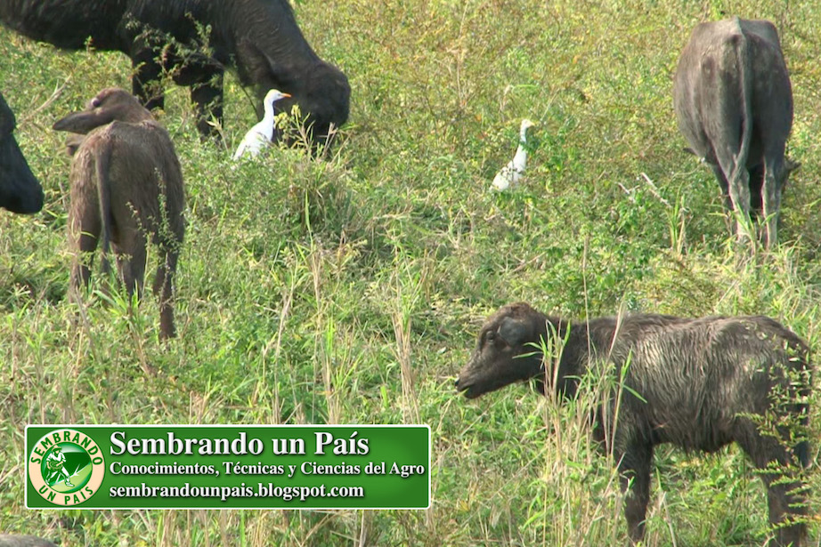 búfalos alimentación