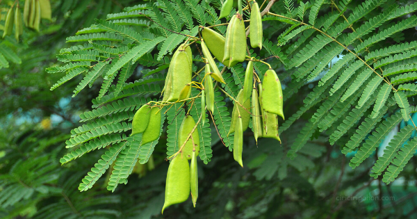 Ciri Ciri Pohon Secang (Caesalpinia sappan) Di Alam Liar