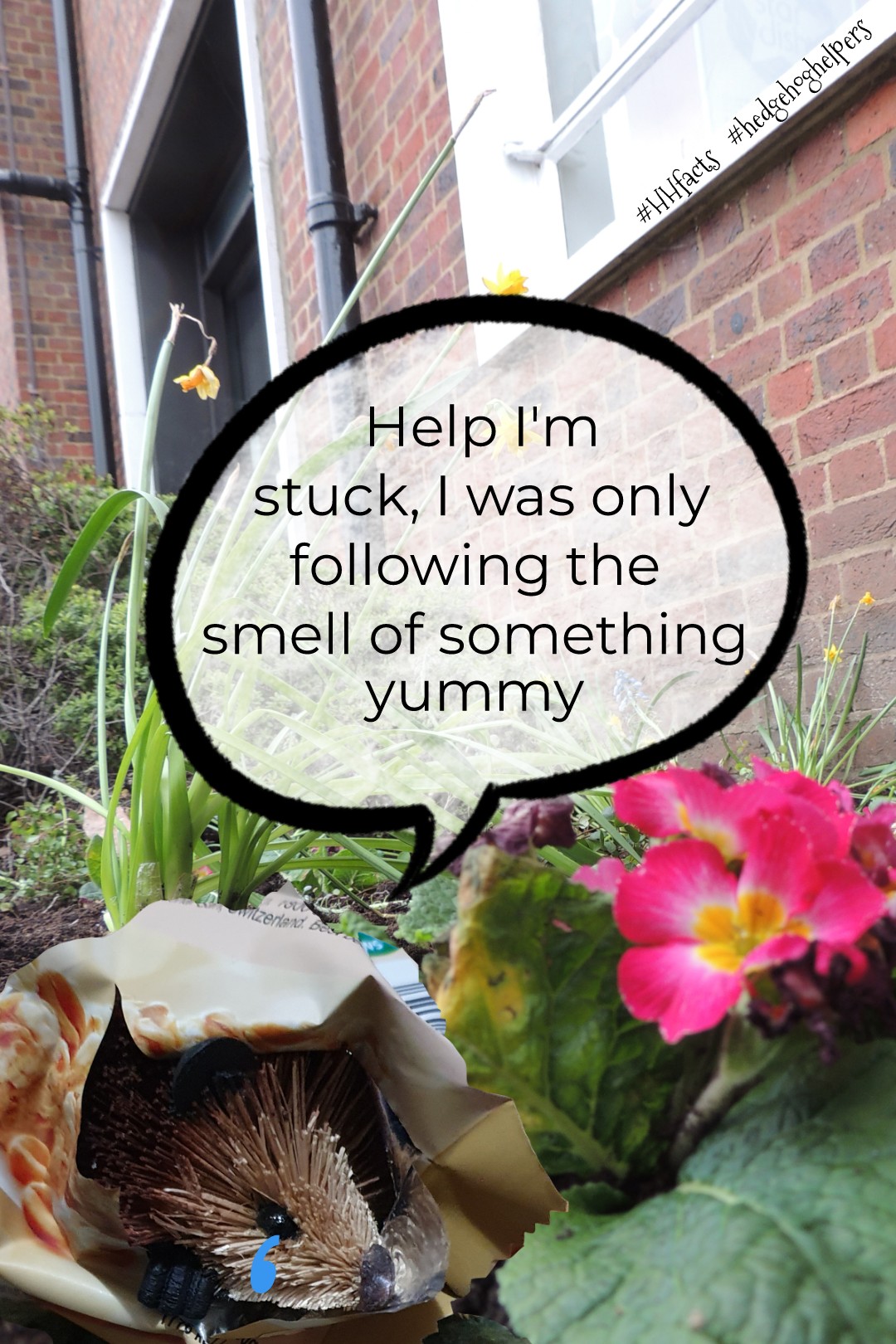 Kingston University Biodiversity Action Group 10 things for Hedgehogs