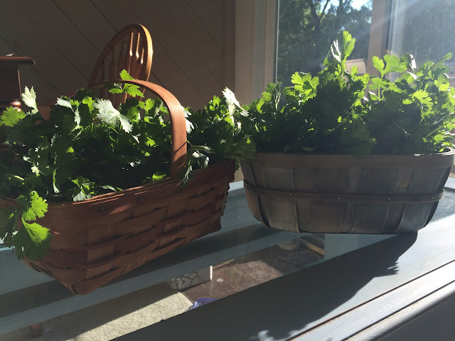 garden grown fresh cilantro