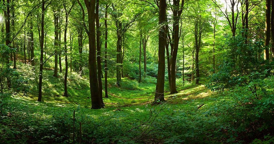 Springfield Plateau Trees on the Move