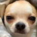 15 Reasons Why Chihuahuas Are The Worst Dogs To Live With