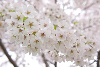 Sakura japan cherry blossom - цветение сакуры