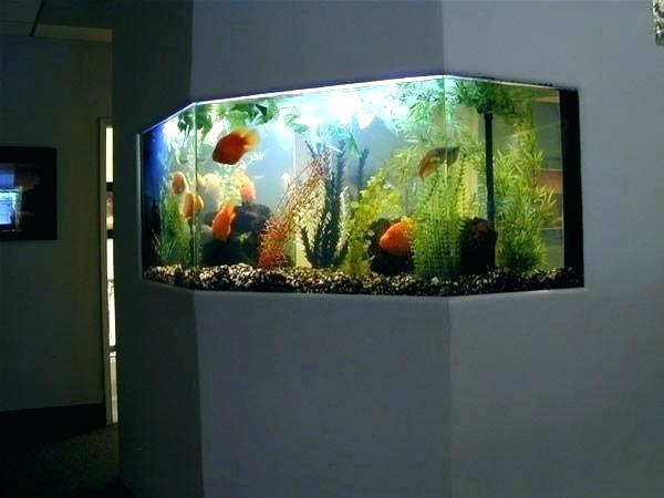 46 Desain Aquarium Cantik dan Unik Anti-mainstream - Rumahku Unik