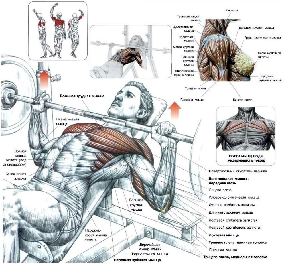 Упражнения в зале для грудных мышц мужчин. Жим лежа анатомия мышц. Упражнения на грудные мышцы. Качание грудных мышц. Упражнения на верх грудных мышц.