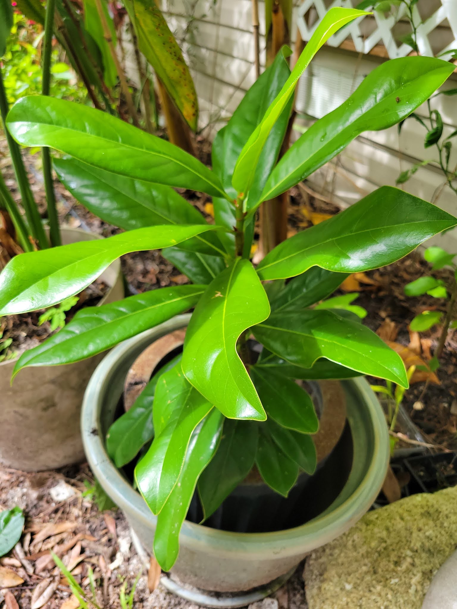 How To Grow Magnolia Trees From Seeds