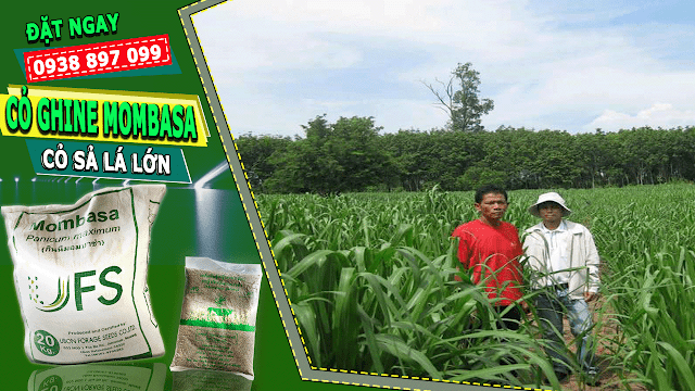 Bảng giá bán hạt giống cỏ Ghine Mombasa và Ghine TD58