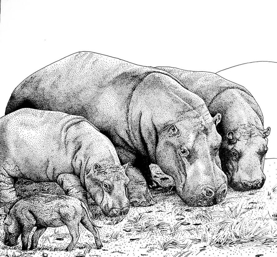 05-Hippos-Hippopotamus-Ashley-Habernal-www-designstack-co