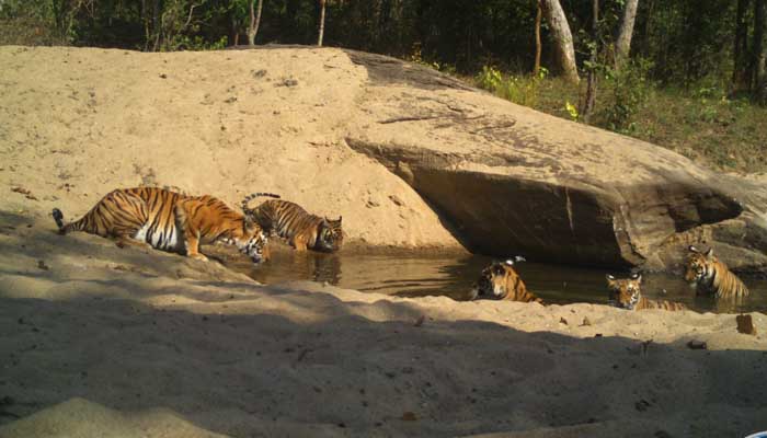Tigress of Kanha, Panna National park, tiger reserve, UNESCO, tigress of Panna, delivered 7 litters with 21 cubs, Pench National Park with 29 cubs in 8 litters,