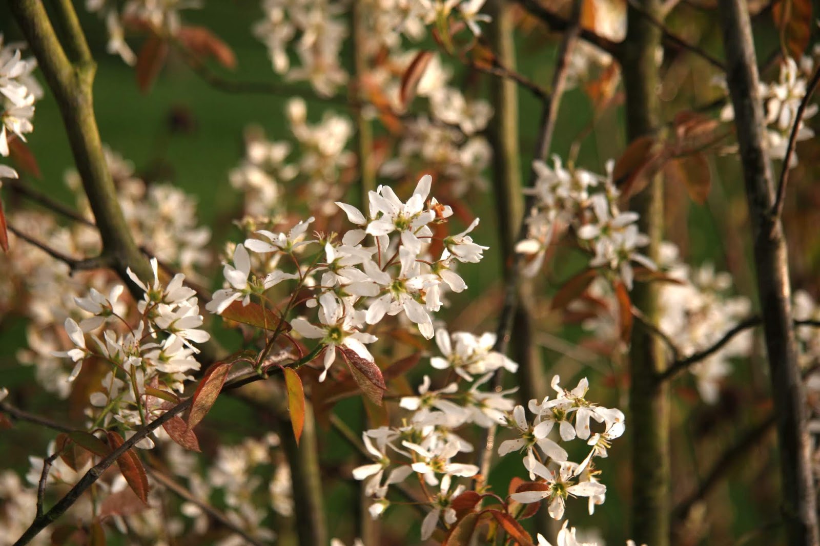 Preston Bissett Nurseries and Country Shop Amelanchier An Excellent