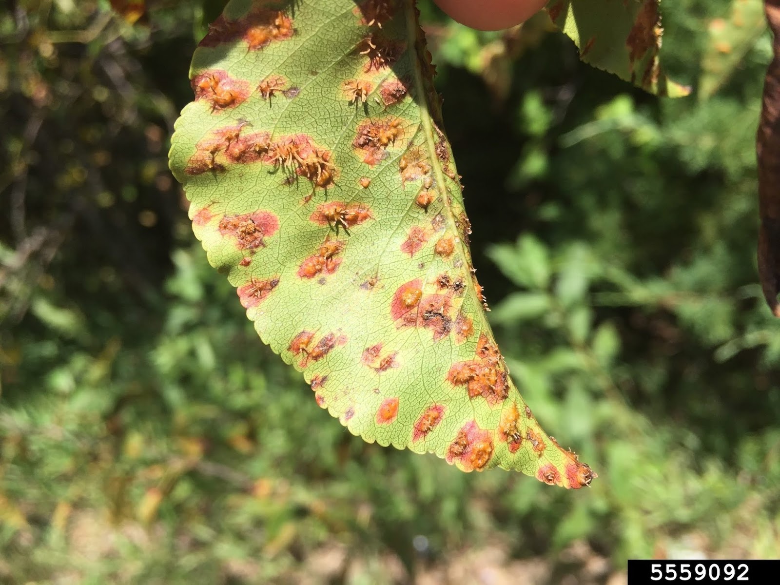 Ask A Master Gardener Fungal Rust Disease of Pears and Many Other Trees