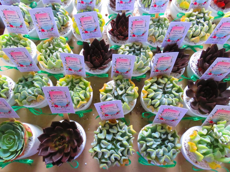 Succulents Cebu and Cactus Collection Cassiel's Succulent World