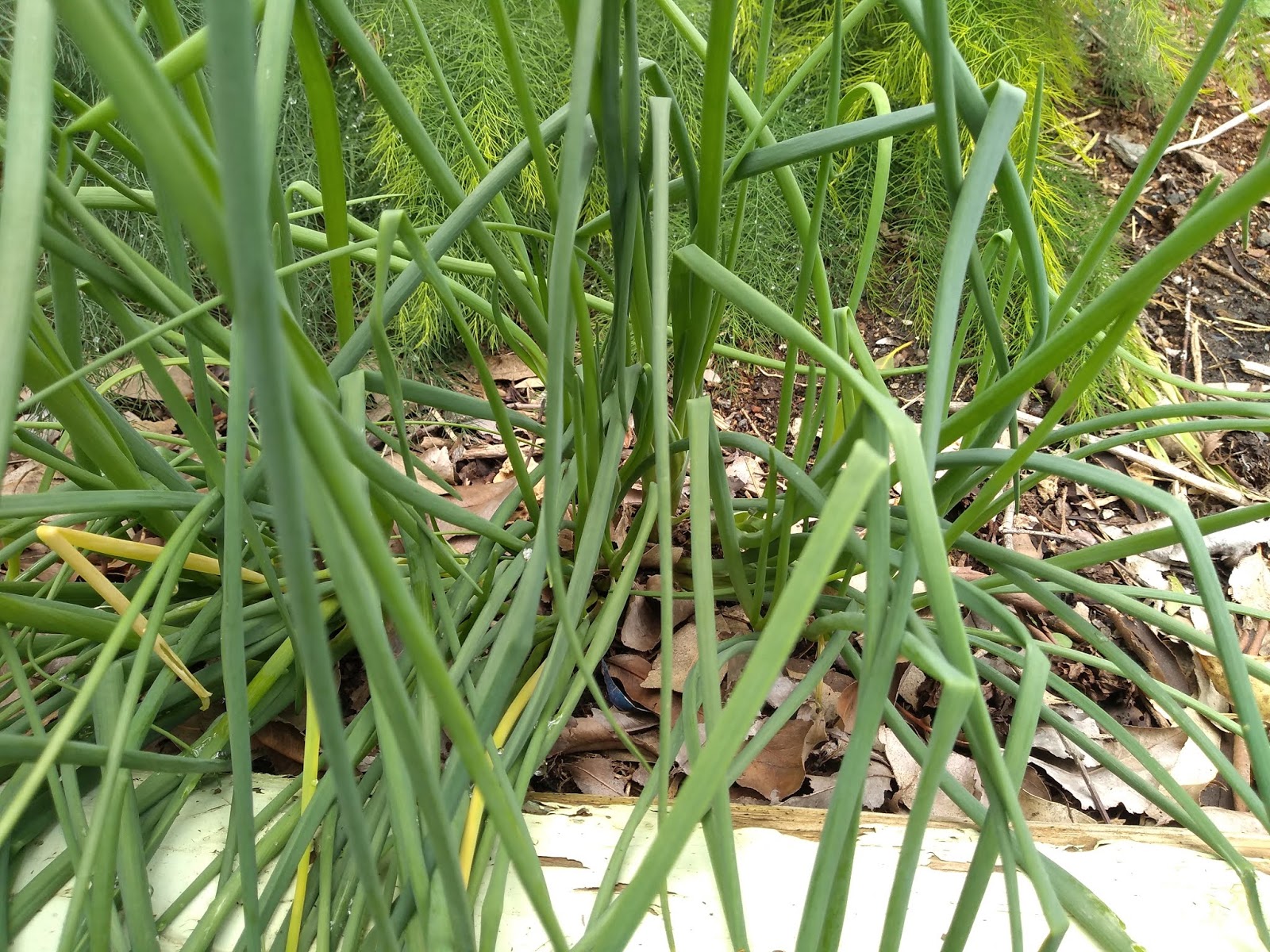 Mudflower Onion chives the smallest edible onion