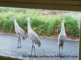 Eclectic Red Barn: Sandhill cranes as seen through the garage