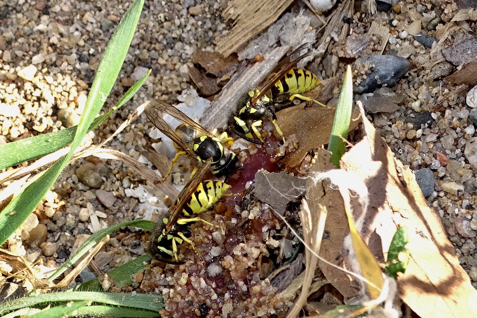 Resultado de imagen para chaquetas amarillas