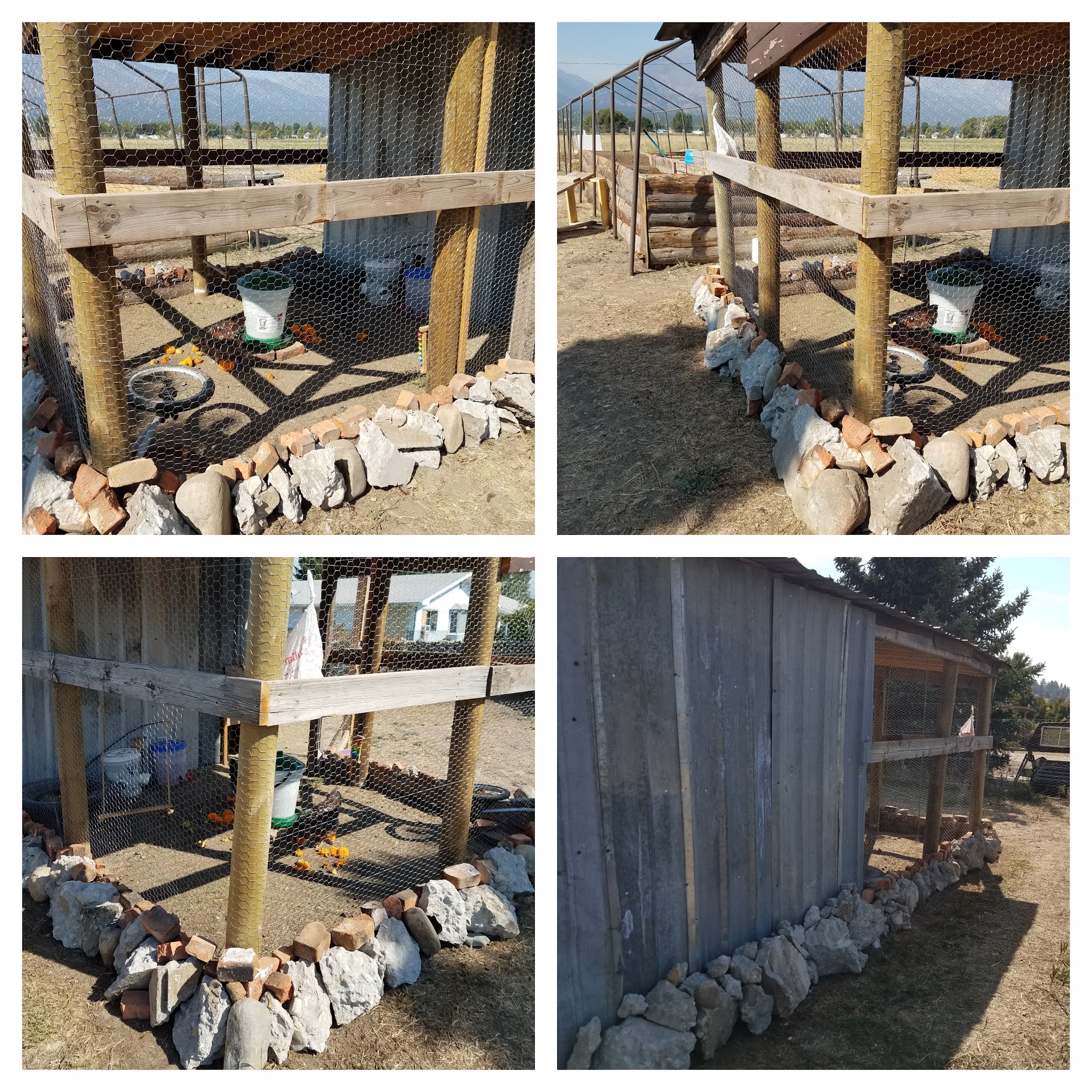 Marigolds are perfect for Chickens, and a tour of our chicken coop