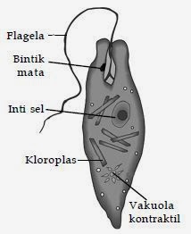 struktur tubuh Euglena struktur tubuh Euglena