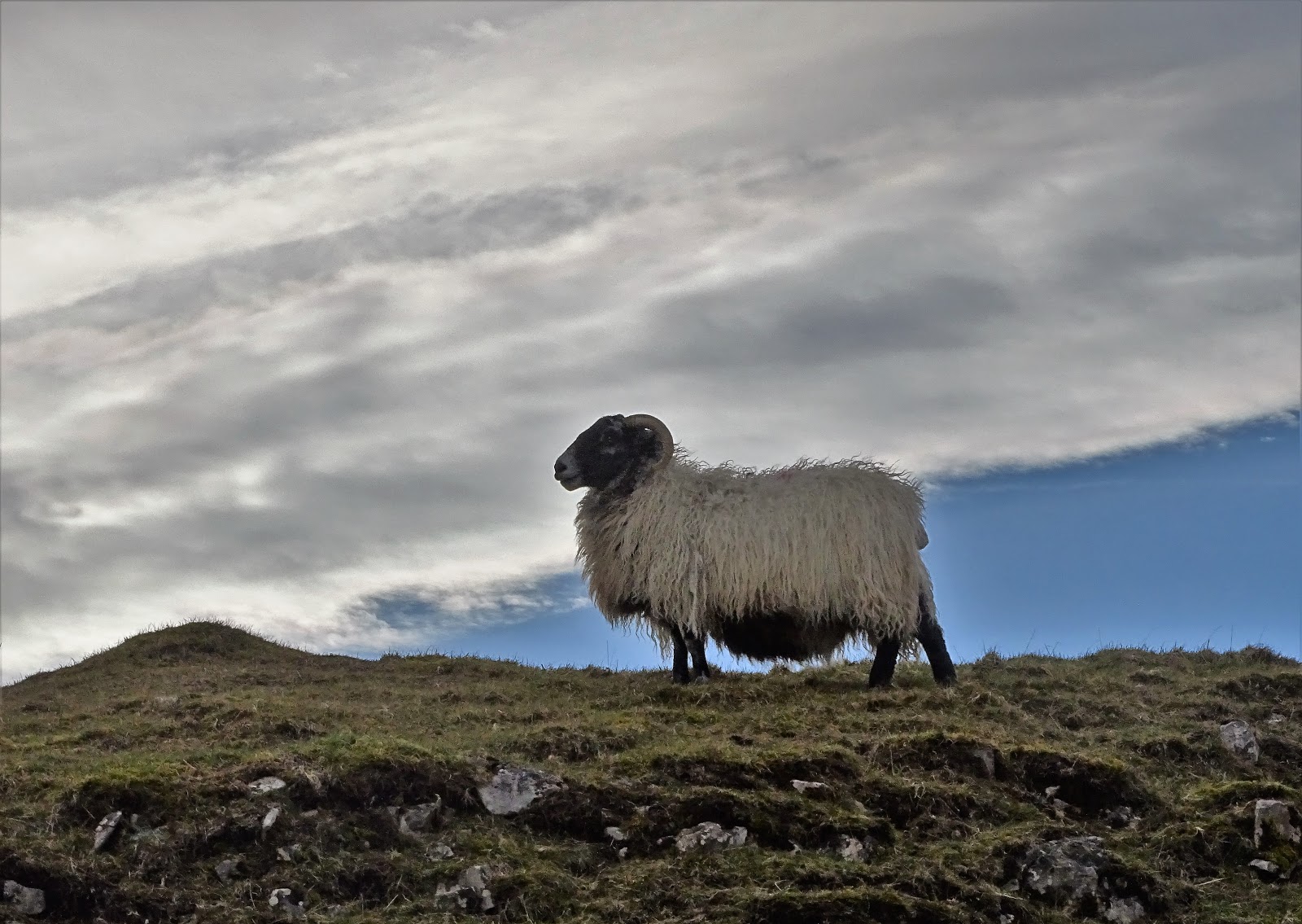 Yorkshire Pudding: Sheep
