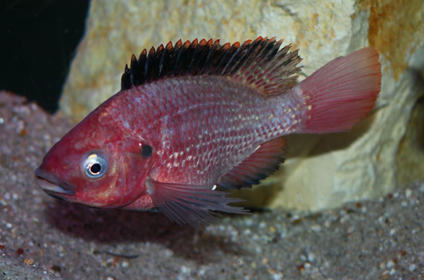 तिलापिया मछली के फायदे और नुकसान/तिलापिया मछली पालन Tilapia Fish