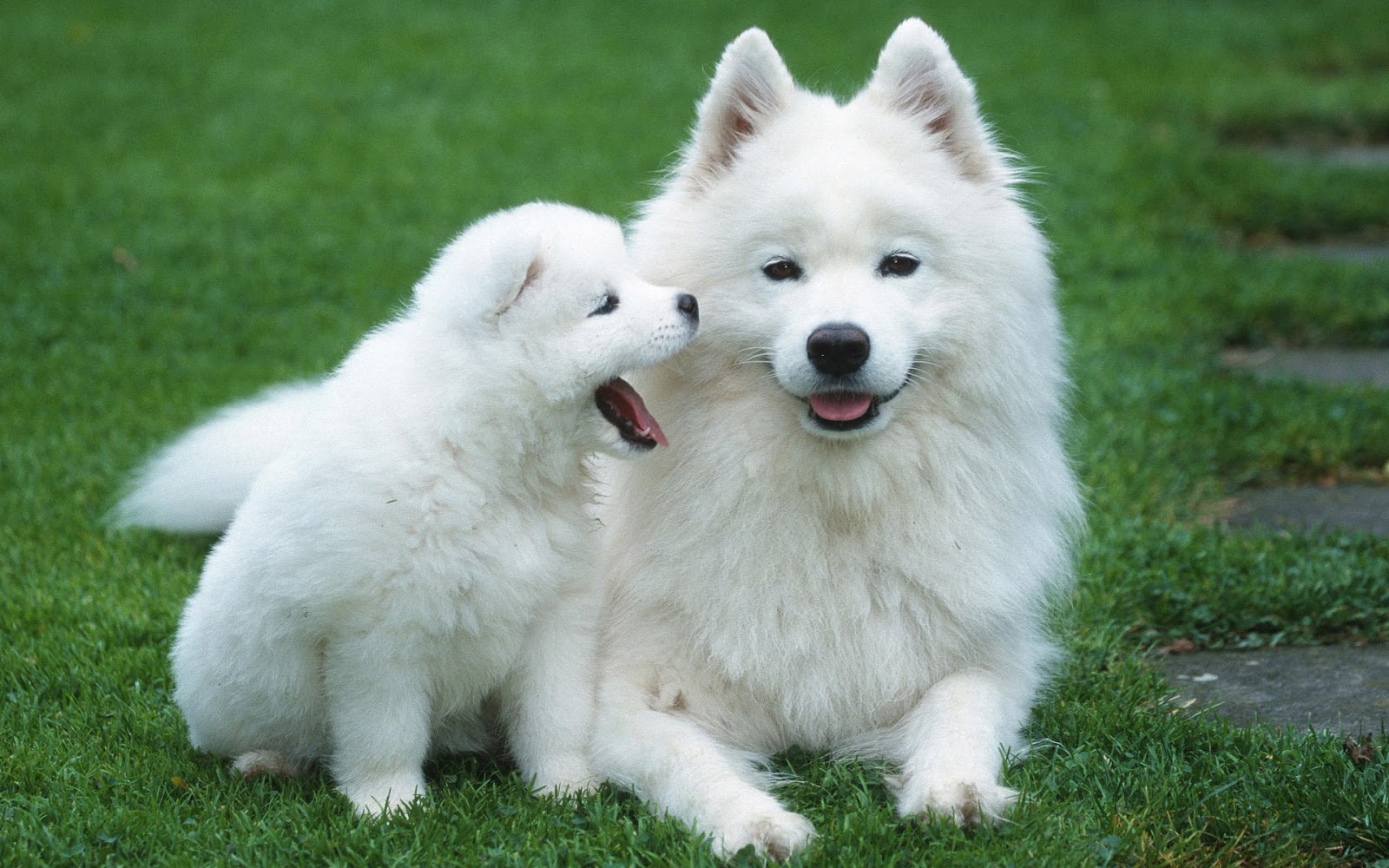 white puppies beauty