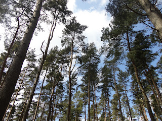 Tree Tops at Bow Brickhill Woods