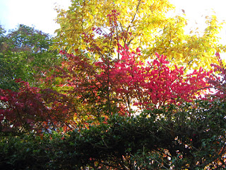 常緑樹の垣根の向こうの紅葉