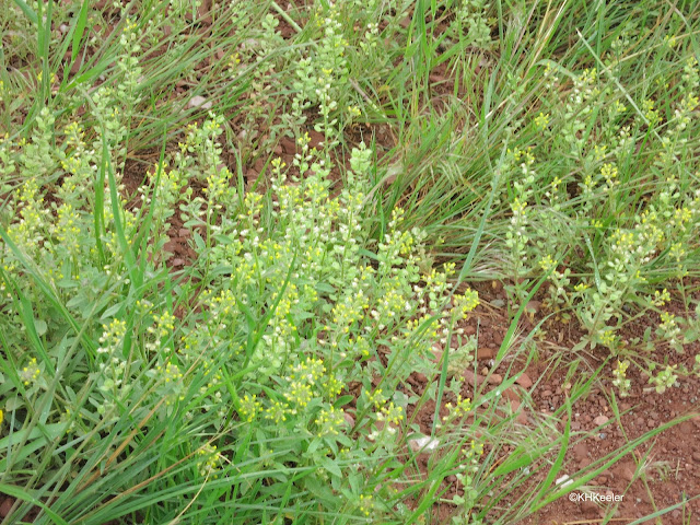 alyssum, Alyssum simplex alyssum, Alyssum simplex