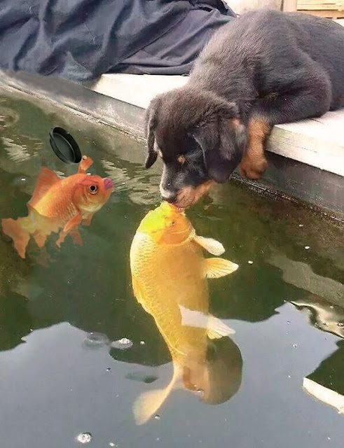 Nụ hôn xuyên chủng loại của chú chó nhỏ