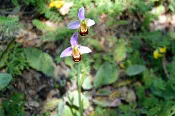 Ophrys apifera (Ofride fior di api)