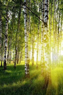 http://www.photo-dictionary.com/phrase/5507/birch-forest.html