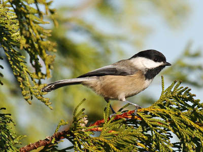 Photo of Black-capped Chickadee in cedar tree Photo of Black-capped Chickadee in cedar tree