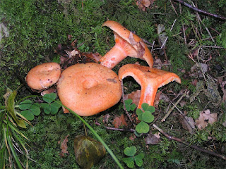 lactarius salmonicolor